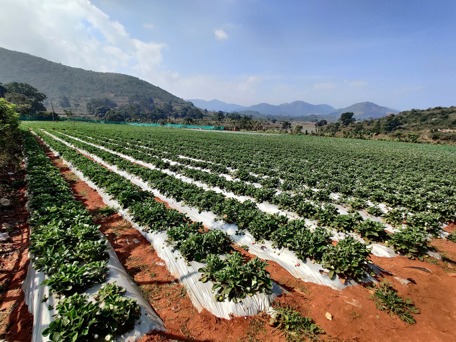 Strawberry Lambasingi